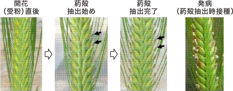 二条大麦（閉花受粉性）における葯殻抽出と葯殻抽出時接種による発病の様子